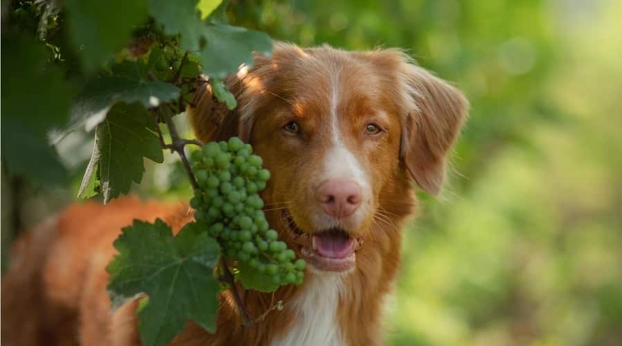 Dog in Field with Grapes