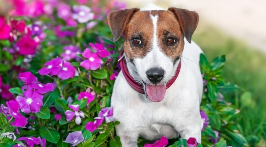 Dog in Flower Bed