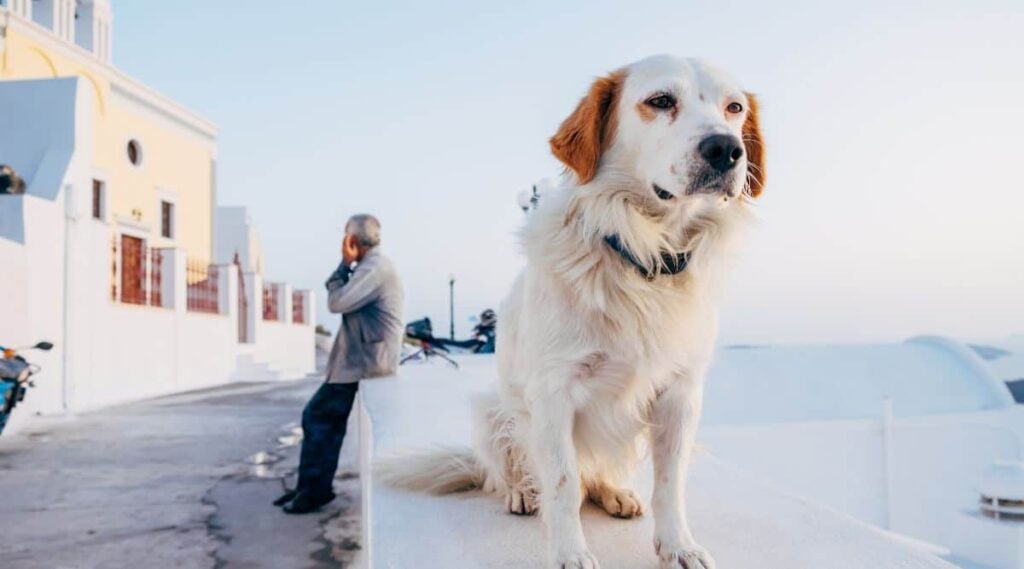 Dog in Greece sitting on ledge with man behind him