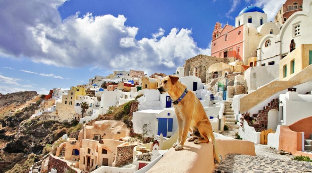 Dog in Greek islands looking out onto the water