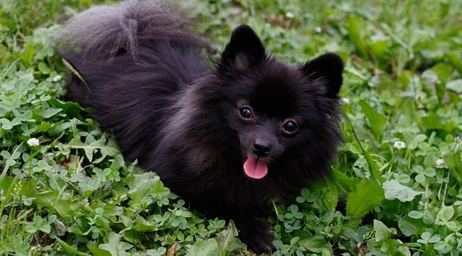 Dog in Green Foliage Outside