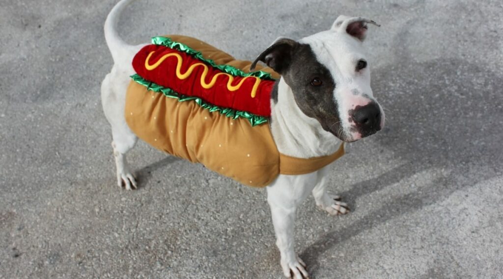 Small black and white spotted dog in DIY hot dog costume