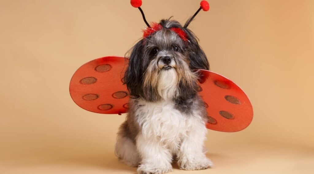 Dog in ladybug outfit.