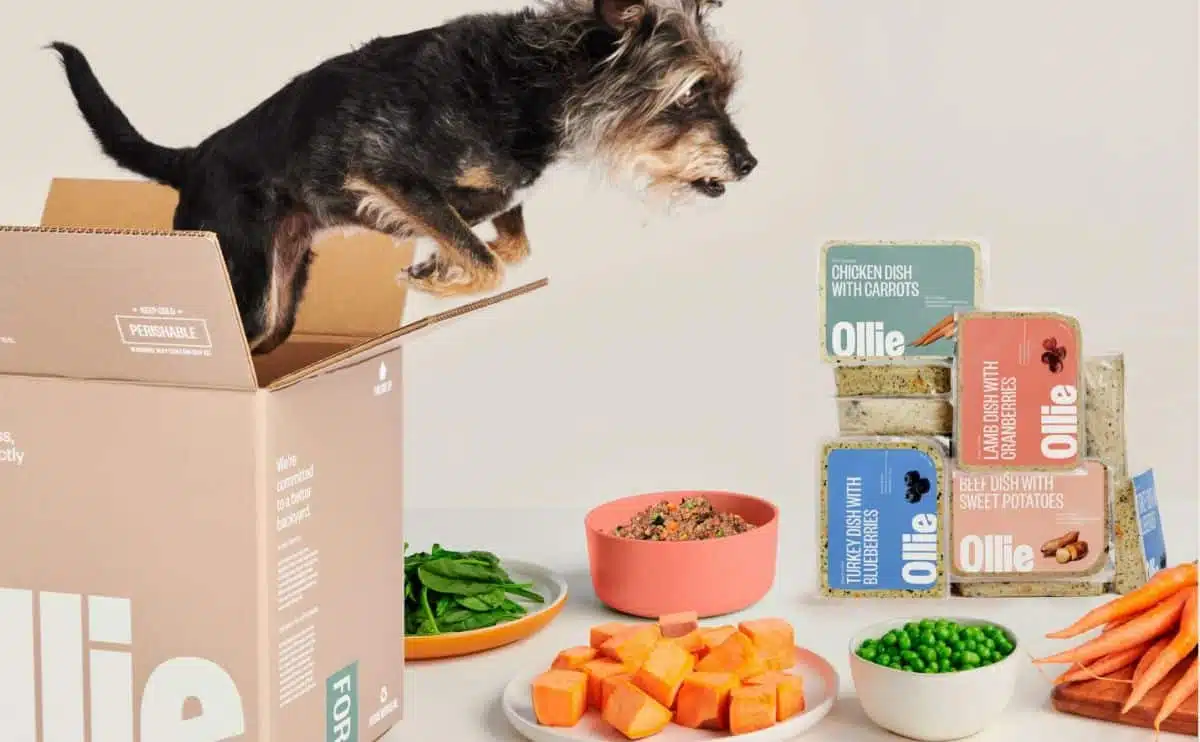 Dog in Ollie dog food box with food packaging