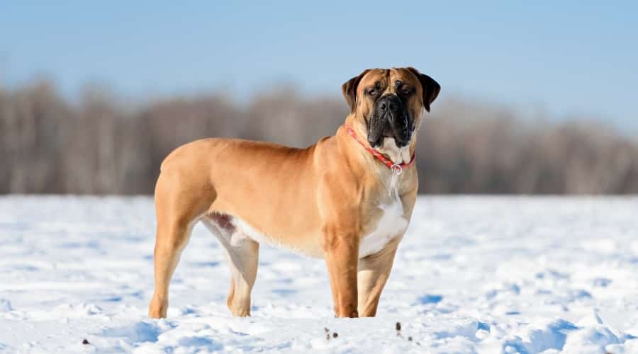 Dog in Snow Training