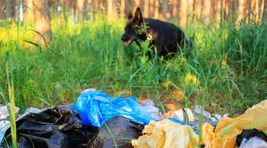 Dog in Trash