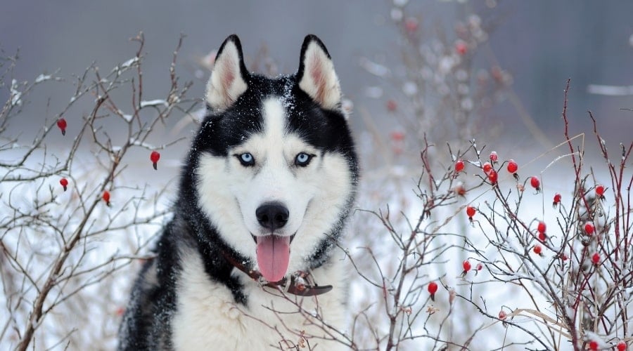 Dog in Trees with Red Fruit