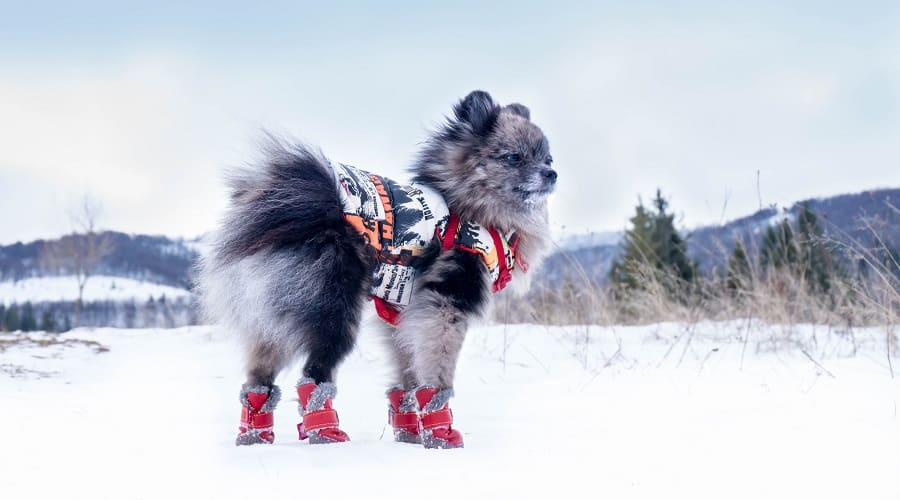 Dog in Winter Snow Boots