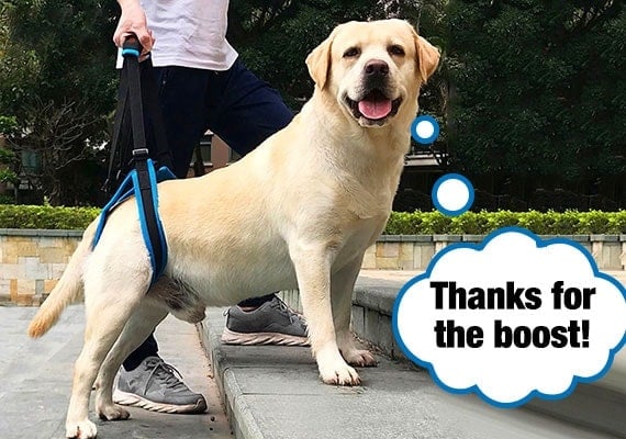 Dog in adjustable lift harness being helped up paved stairs