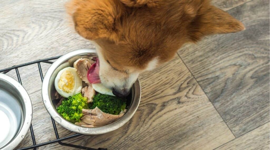 Dog in the kitchen on the floor eats fresh natural food from a bowl.