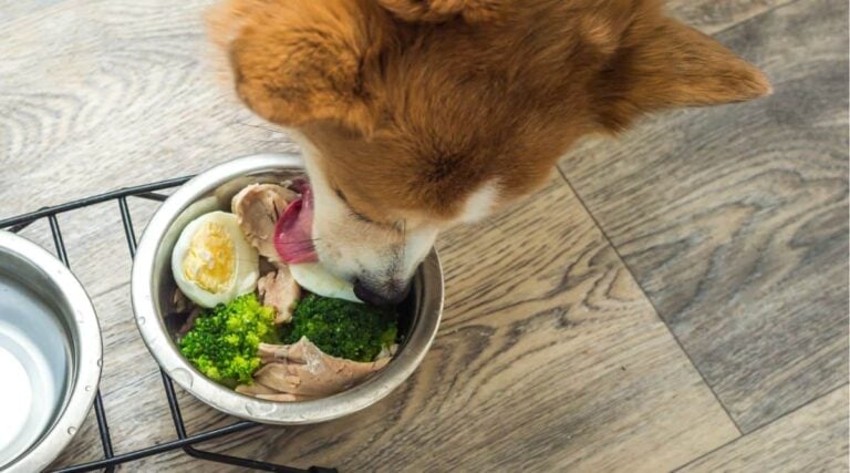 Ran Out Of Dog Food? What You Can Safely Feed Your Dog Tonight - Canine
