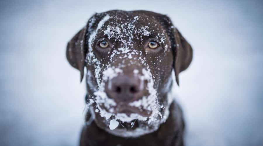 Dogs Cold Weather Winter Tips