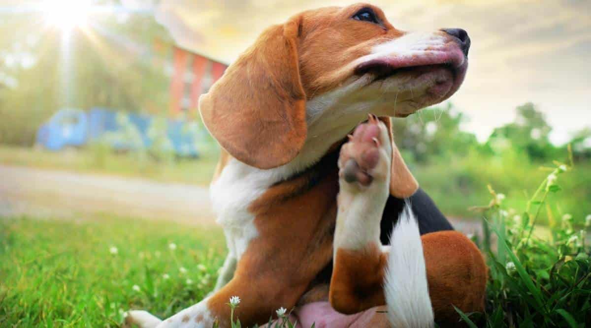 Dog itching fury with allergies.