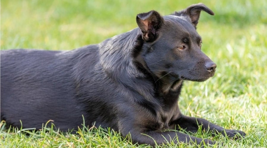 Dog laying down outside in grass