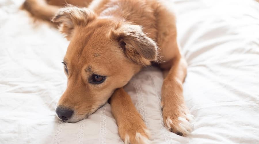 Dog laying in bed