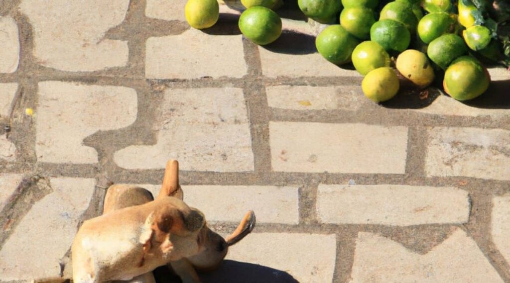 Dog laying next to a bunch of limes outside