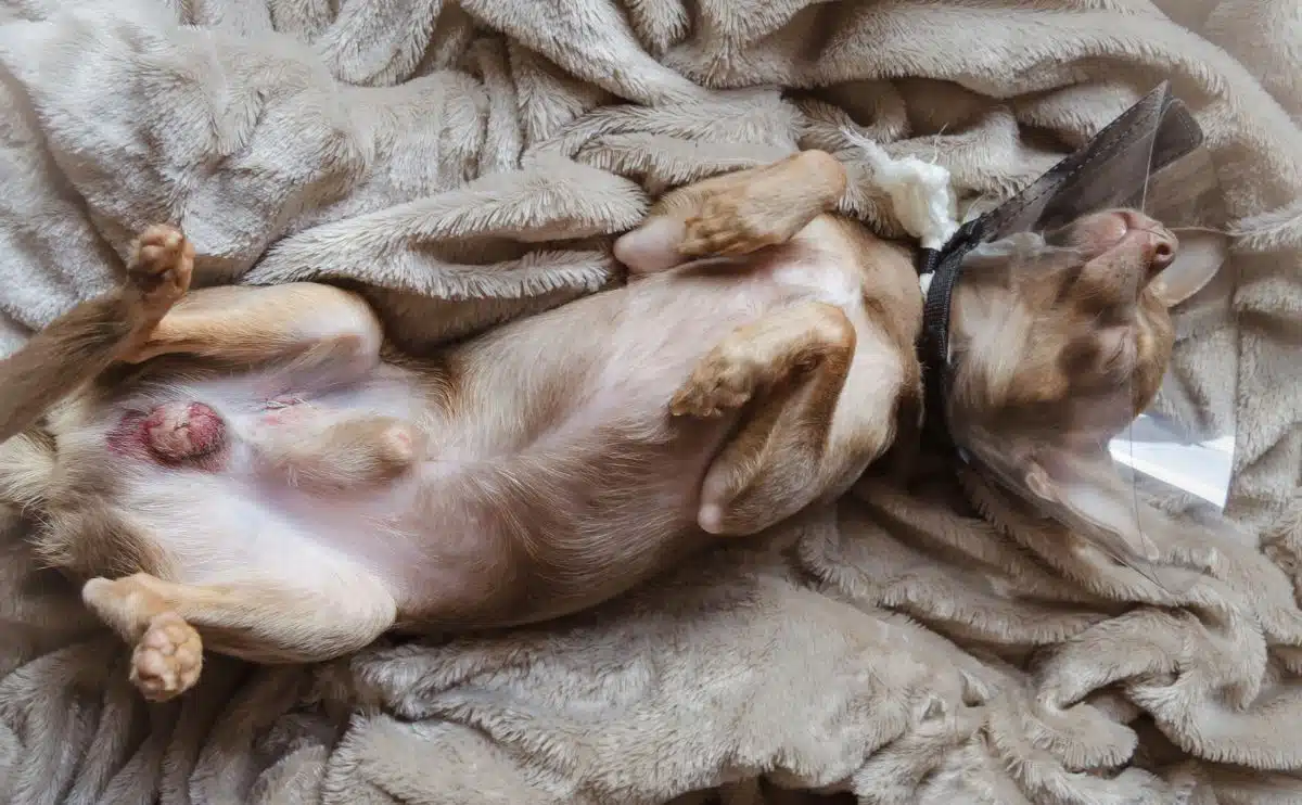 Dog laying on back with cone on and cryptorchidism