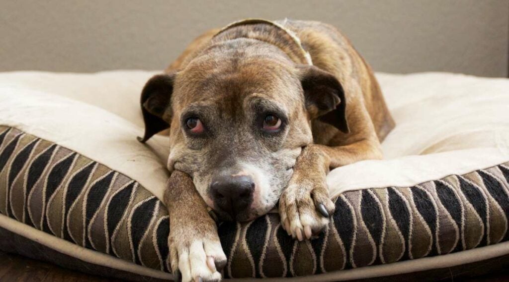 Large mixed-breed dog lying on a doggie bed looking sad or bored.