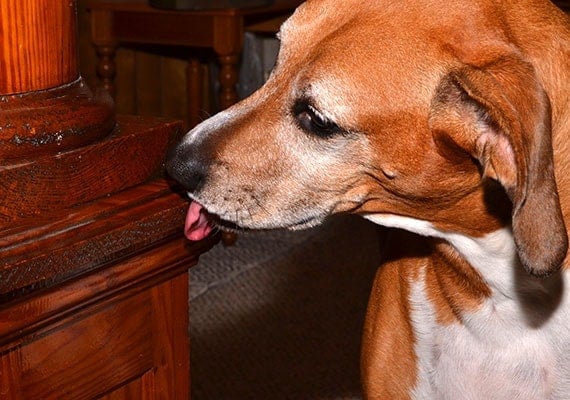 dog happily licking anti-chew spray off wooden cabinet