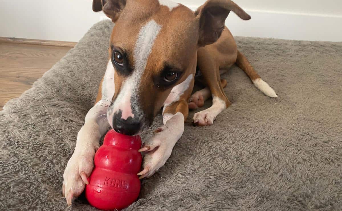 Dog licking kong toy laying on the ground holding toy with paws