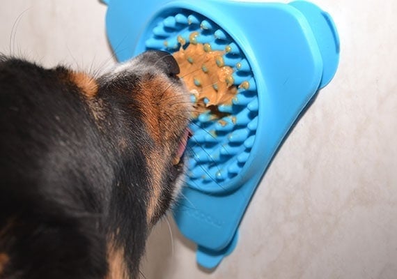 Dog licking peanut butter from Aquapaw Slow Treater lick mat in shower