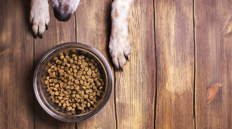 Dog looking at Canidae dog food bowl