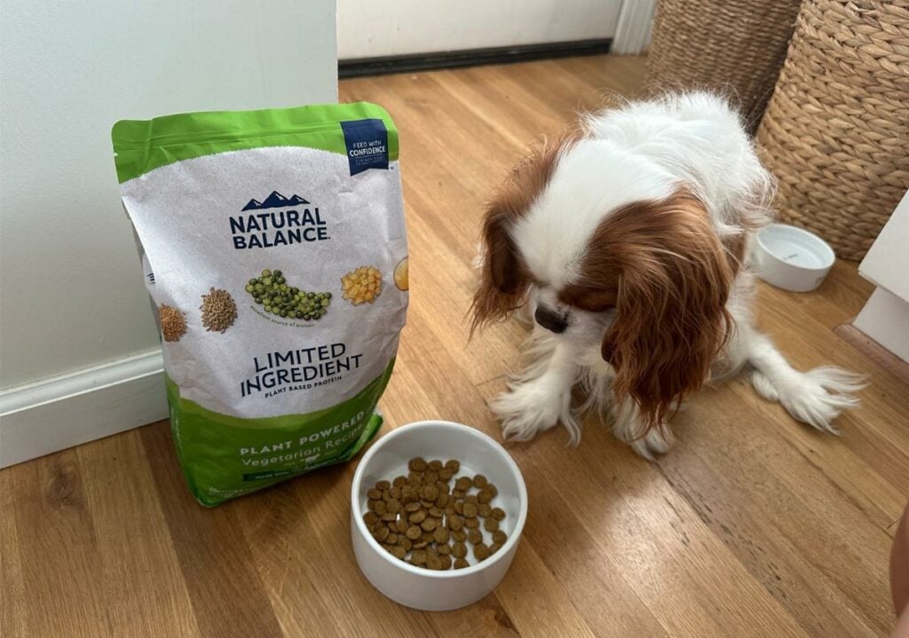 Dog looking at a bowl of food.