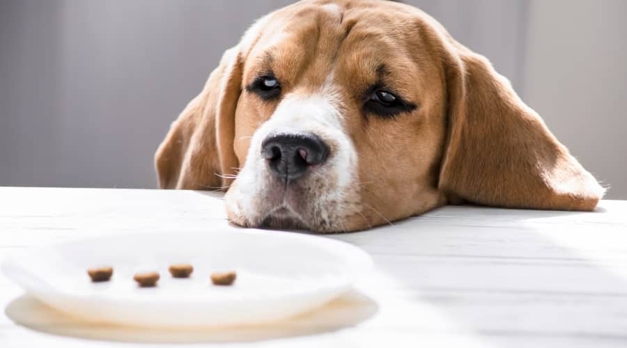Nutro vs. Diamond Naturals Which Dog Food Is Better? Canine Journal