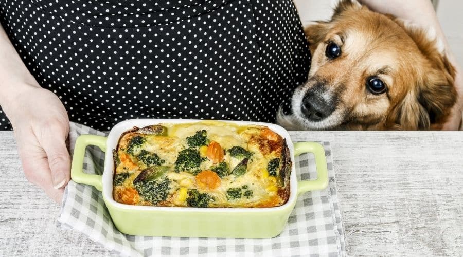 Dog looking at a cauliflower casserole on counter
