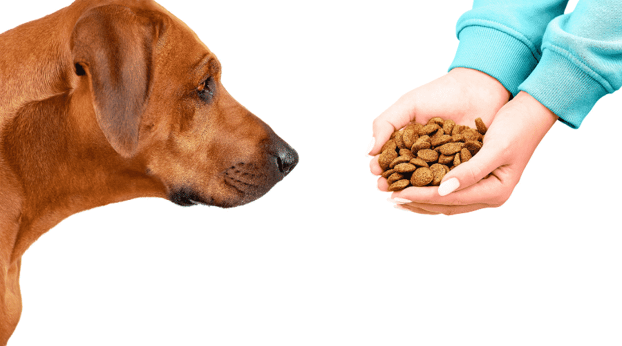 Dog looking at dry kibble food in woman hands