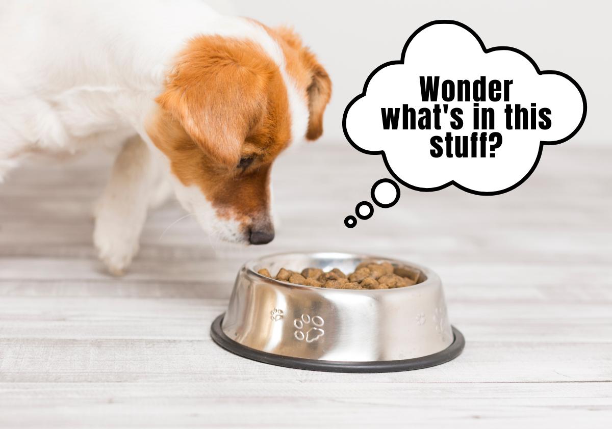 Dog looking skeptical at a bowl of dog food with a speech bubble saying he wonders what's in the dog food.