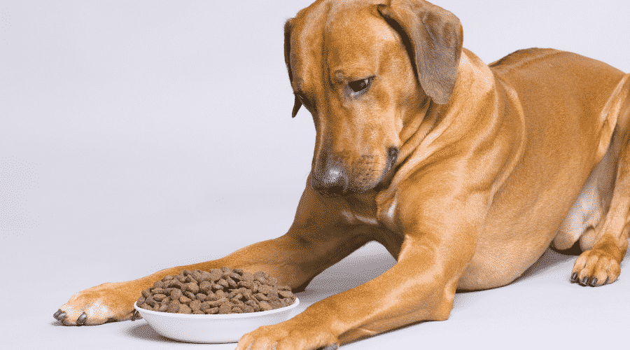 Dog lying at full food bowl
