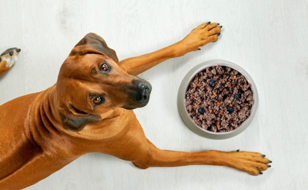 Dog lying near its bowl full of fresh dog food looking at camera
