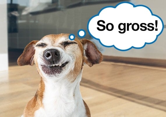 Dog making disgusted face after licking baseboard coated in anti-chew spray