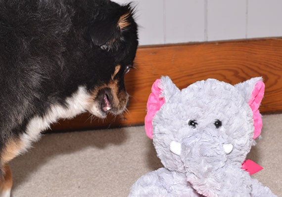 Dog making a disgusted face after tasting anti-chew spray