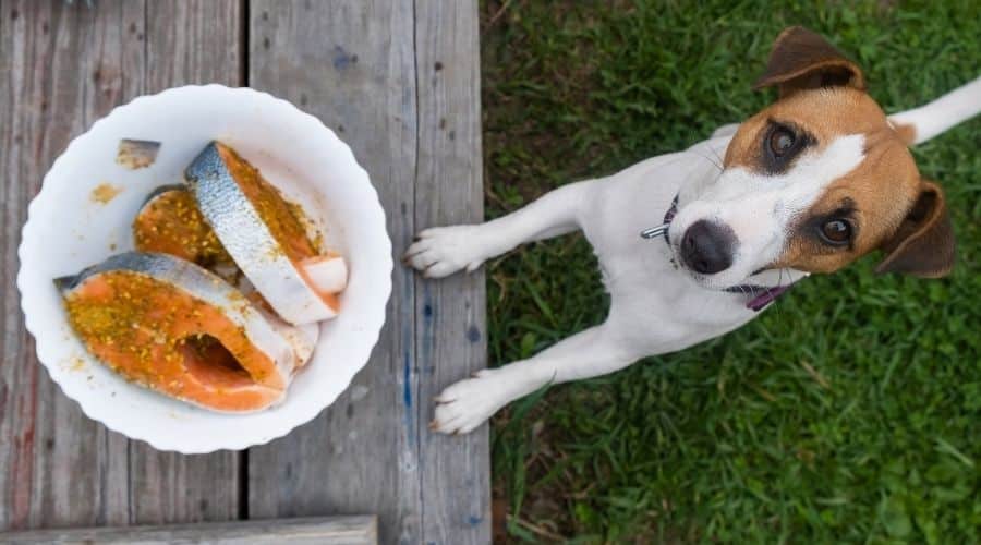 Dog next to bowl of seasoned salmon