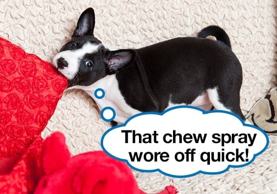 Dog nibbling on blanket once anti-chew spray has worn off