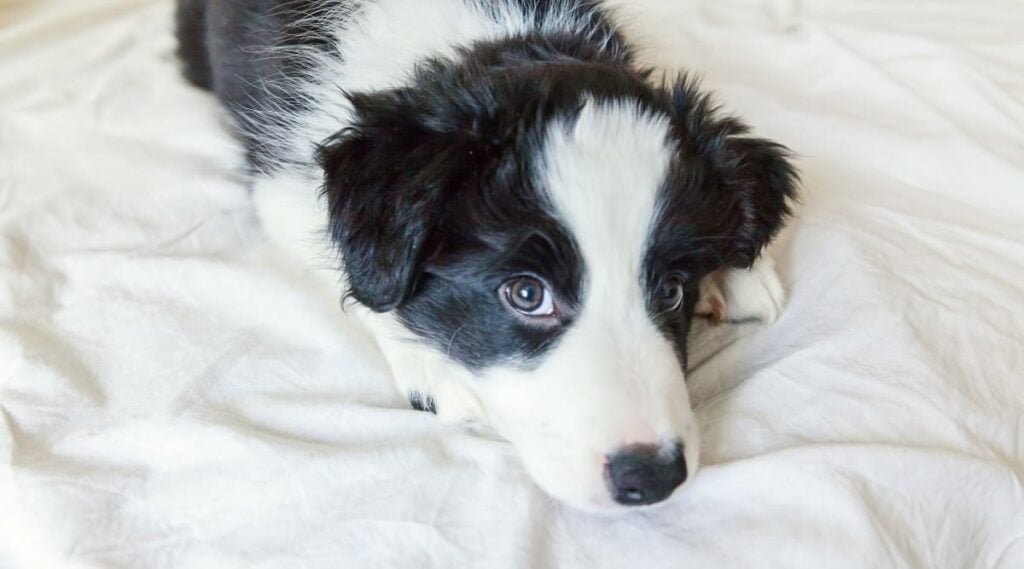 Black and white Dog on DIY Cedar Dog Bed