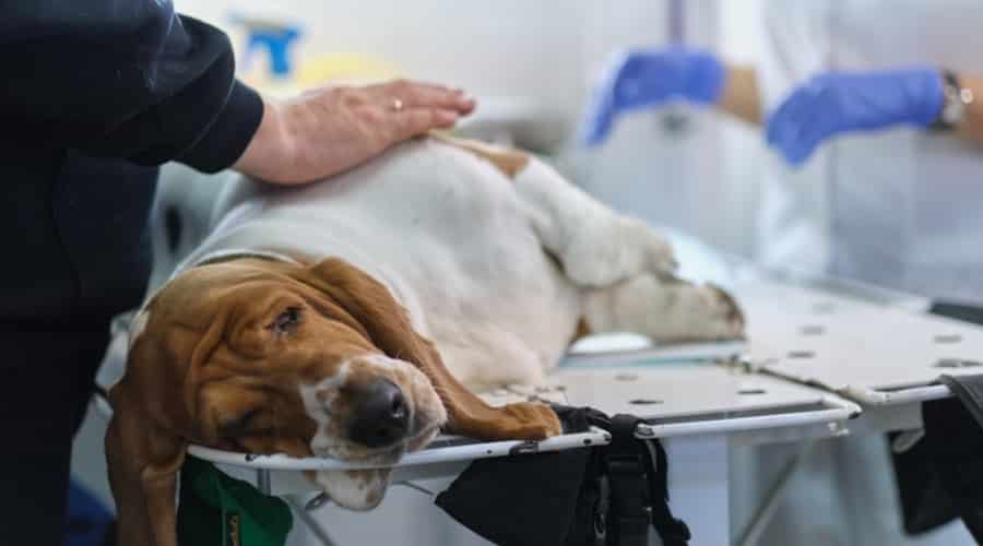 Dog on Table at Veterinarian
