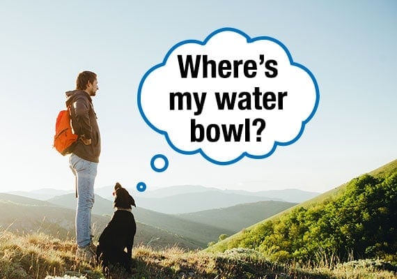 Dog on hike in mountains asking owner for collapsible water bowl