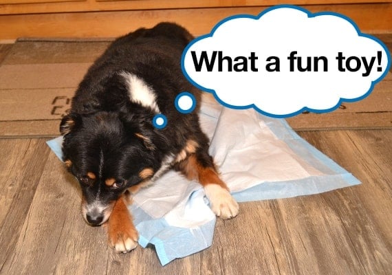 Dog playing with and tearing puppy pee pad