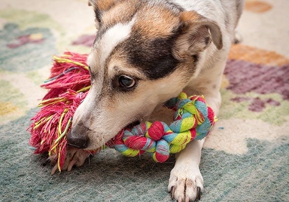 Dog playing with braided rope toy on carpet in house
