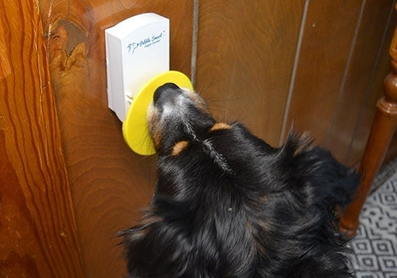 Dog pressing Pebble Smart Dog Doorbell attached to wall
