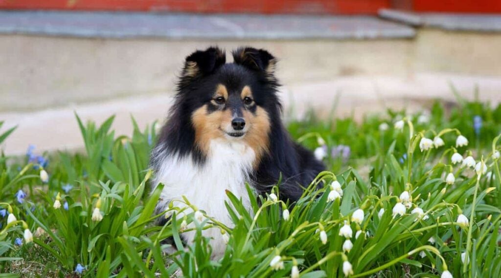 Dog sitting in a field of Lily of the Valley