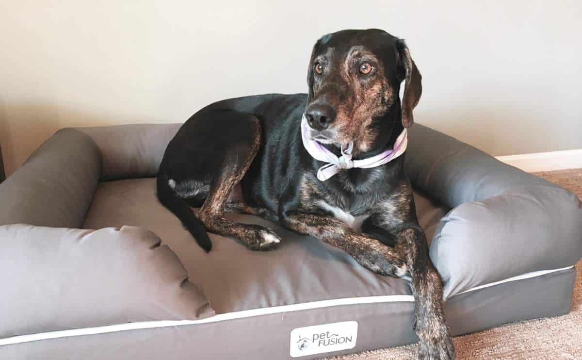 Dog sitting in orthopedic dog bed