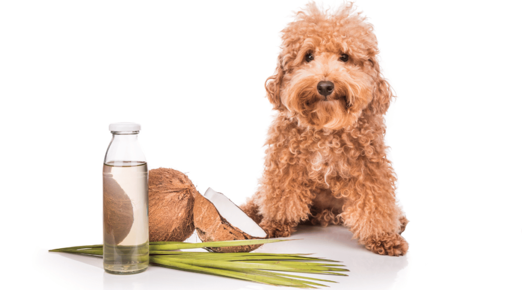 Dog sitting next to bottle of coconut water and coconut shell on a white background