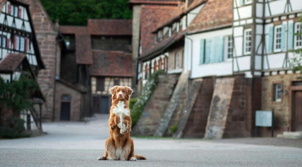 Dog sitting upright in a German-looking village