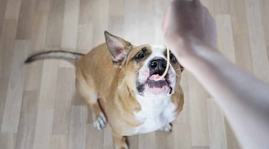 Dog slurping down Spaghetti noodle