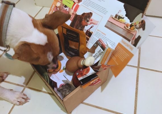 Dog sniffing BarkBox Super Chewer Thanksgiving Box