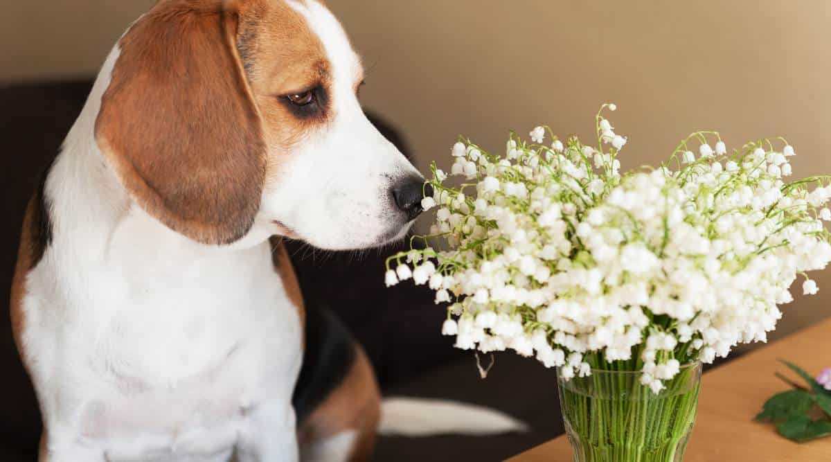 Dog sniffing Lily of the Valley